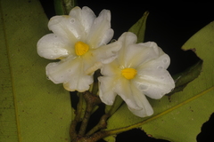 Agasthiyamalaia pauciflora